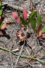 Protea acaulos