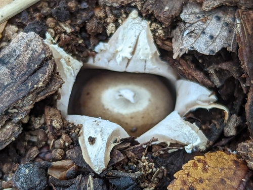 rounded earthstar