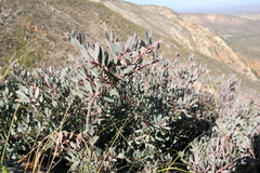 Protea sulphurea