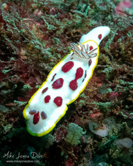 Goniobranchus splendidus