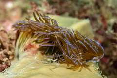 Pteraeolidia ianthina