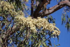 Corymbia terminalis