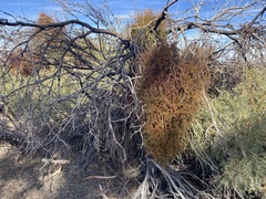 Phoradendron californicum