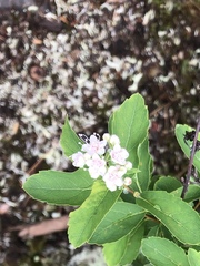 Spiraea alba latifolia