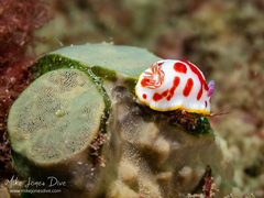 Goniobranchus splendidus