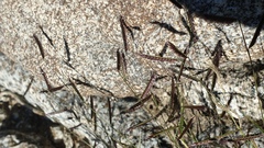 Bouteloua barbata barbata