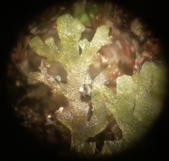 Riccardia multifida