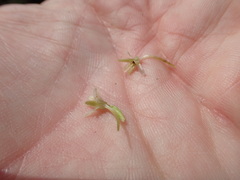 Platanthera elegans elegans