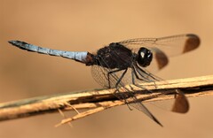 Erythrodiplax atroterminata