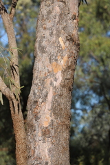 Corymbia terminalis