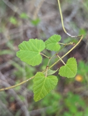 Tragia urticifolia