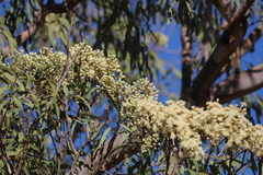 Corymbia terminalis