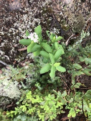 Spiraea alba latifolia