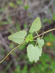 Tragia urticifolia