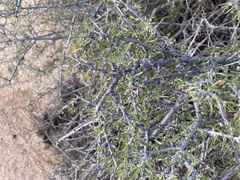 Prunus fasciculata