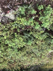 Spiraea alba latifolia