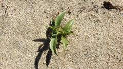 Stillingia spinulosa