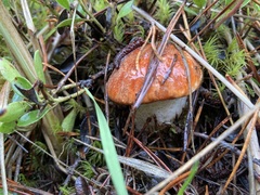 Leccinum manzanitae