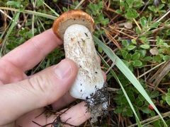 Leccinum manzanitae