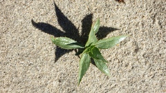 Stillingia spinulosa