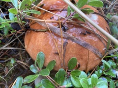 Leccinum manzanitae