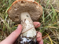 Leccinum manzanitae