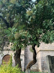 Bocconia arborea
