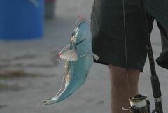 Sparisoma chrysopterum