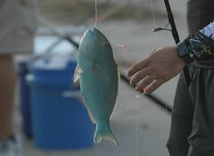 Sparisoma chrysopterum