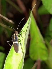 Hypselonotus interruptus
