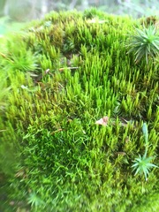 Dicranum flagellare