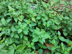 Dicliptera chinensis