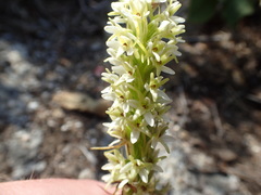Platanthera elegans elegans