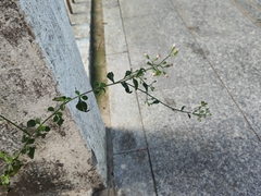 Cyanthillium cinereum