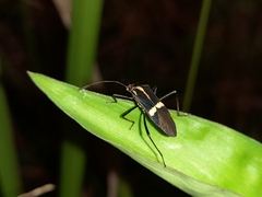 Hypselonotus interruptus