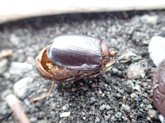 Pericoptus truncatus