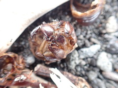 Pericoptus truncatus