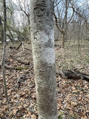 Asimina triloba