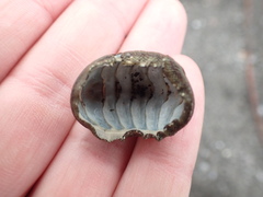 Chiton glaucus