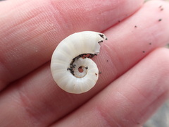 Spirula spirula