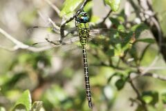 Coryphaeschna adnexa