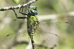Coryphaeschna adnexa