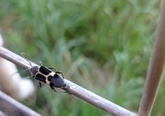 Calydon submetallicum