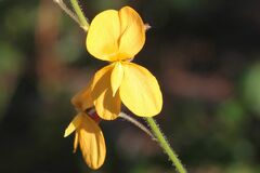 Chapmannia floridana