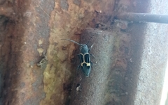 Calydon submetallicum