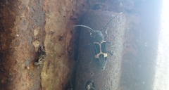 Calydon submetallicum