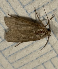 Agrotis segetum