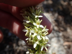 Platanthera elegans elegans