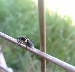 Calydon submetallicum