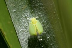 Ormenaria rufifascia